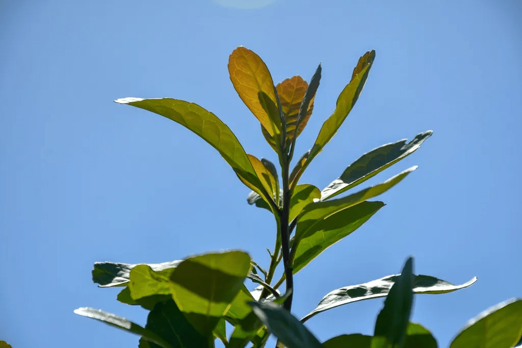 Andresito suma más de 500 hectáreas de yerba mate orgánica&hellip;