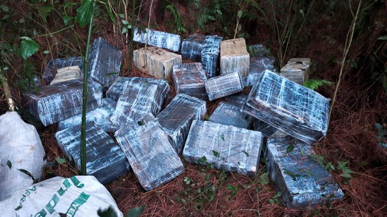 Casi seis toneladas de marihuana: desmantelaron un campamento narco en el monte de Caraguatay