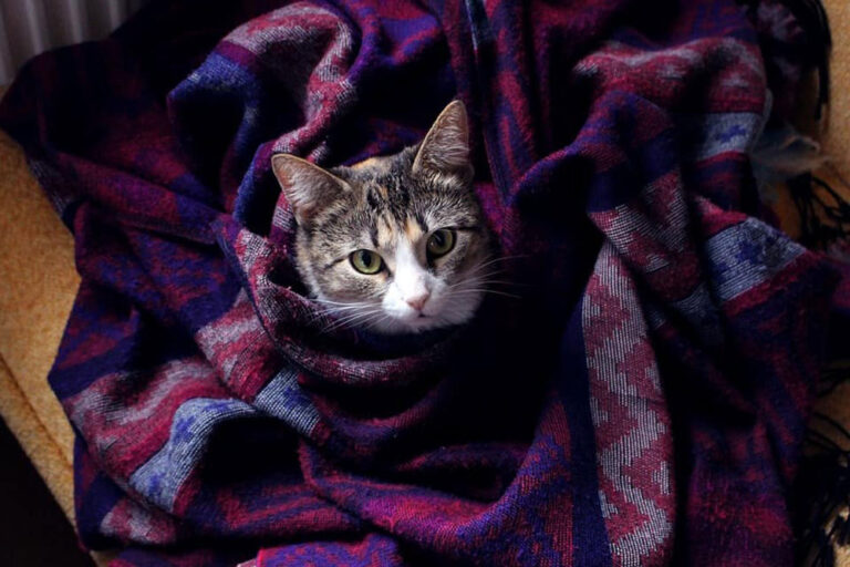 Recomendaciones de una veterinaria para cuidar a las mascotas durante el frío extremo