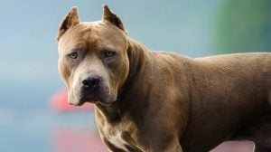 Vecinos de Itaembé Miní reclaman intervención tras la muerte de un cachorro atacado por perros en Posadas