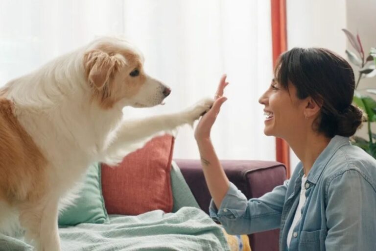 Un fallo de Leandro N. Alem reconoce a los animales como parte de la familia…