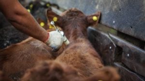 SENASA lanza la segunda campaña antiaftosa del año: Misiones arranca…