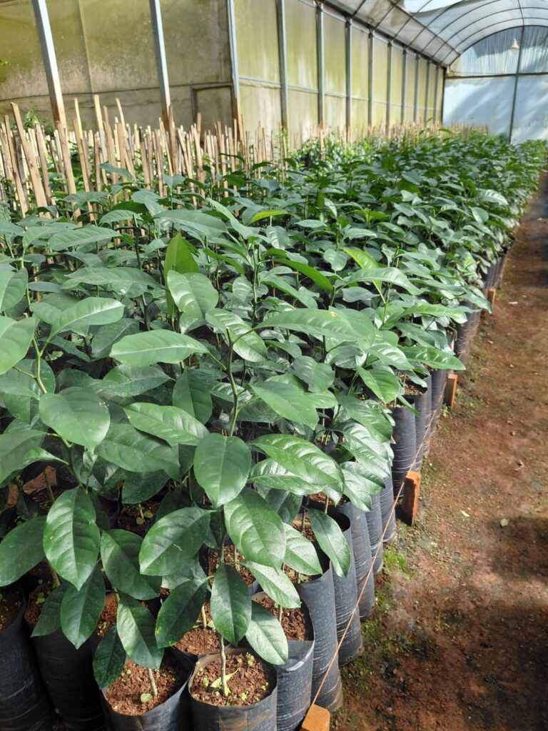 La Cooperativa Citrícola de Misiones planea incorporar 1.500 hectáreas de&hellip;