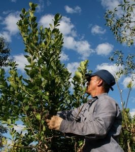 La producción de yerba mate cayó 13% en los primeros cinco meses del año y las ventas internas también bajan