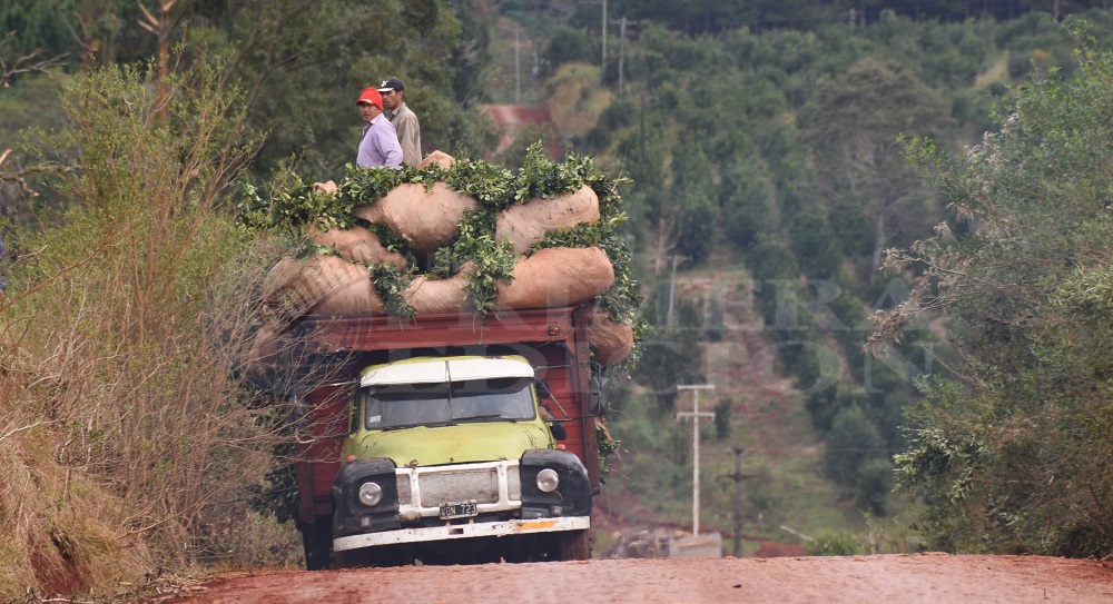 Doce marcas misioneras competirán en el primer Mundial de la Yerba Mate