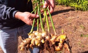 Biofábrica Misiones abre reservas de rizomas semilla de jengibre para…