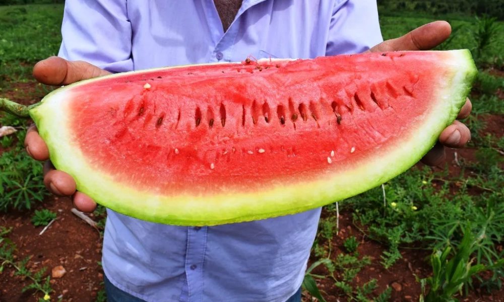Productores de sandía del Cuñá Pirú arrancan la temporada con…