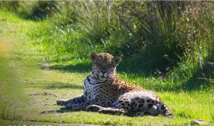 El Parque Iberá recibe turistas: cómo llegar, qué ver y todo sobre Ombú, el yaguareté&hellip;