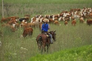 Más de 200 ganaderos de 13 provincias producen y conservan…