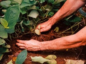 Misiones celebra el Día del Suelo con cartografía, ciencia y…