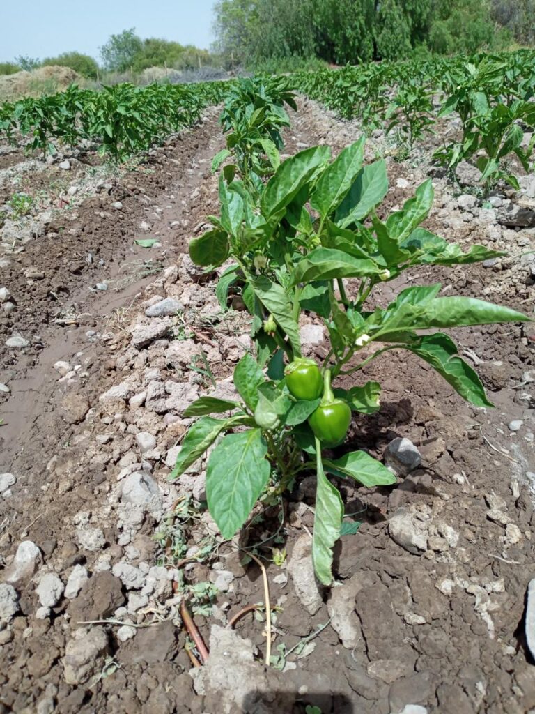 Las cooperativas sanjuaninas que producían semillas para ProHuerta buscan nuevos…