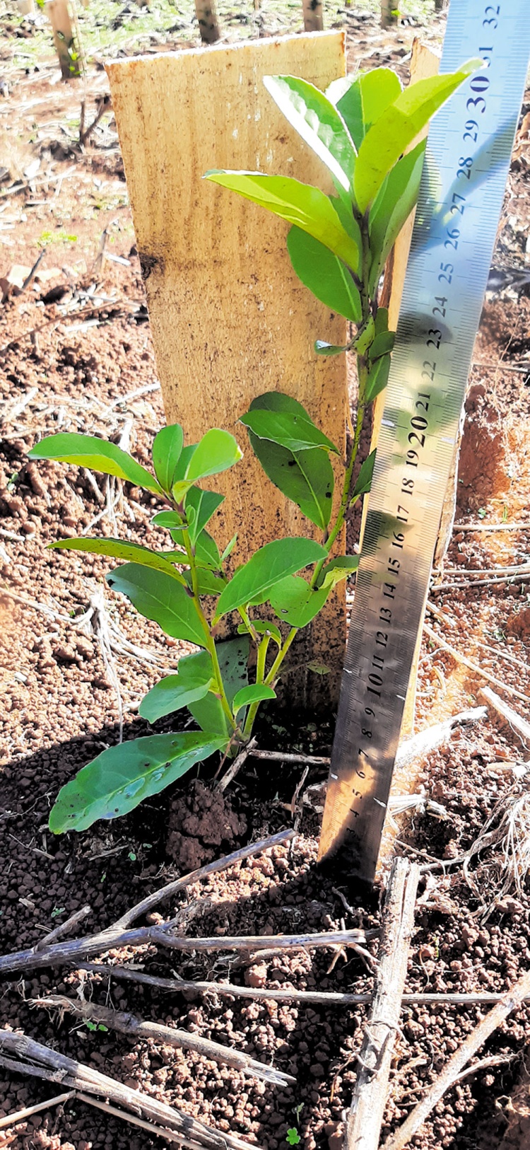 INTA Montecarlo avanza en el estudio de fertilización para nuevas plantaciones de yerba mate