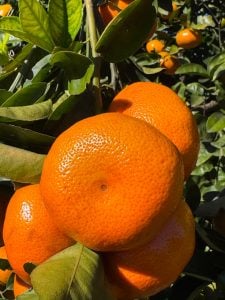 La Cooperativa Citrícola de Misiones apuesta a la fruta fresca y abre sus puertas a la venta directa