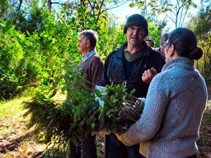 Misiones impulsa la incorporación de árboles nativos en los yerbales&hellip;