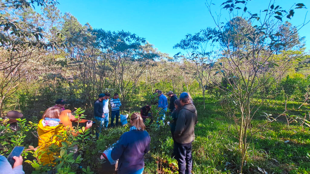 Arborización en yerbales: Misiones avanza en sistemas agroforestales para cuidar…