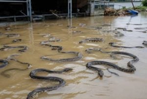 Un tifón en China liberó casi 900 serpientes venenosas en…