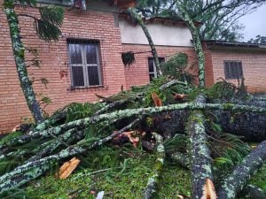 Un temporal castigó Tobuna: árboles caídos, techos volados y corte de luz en San Pedro