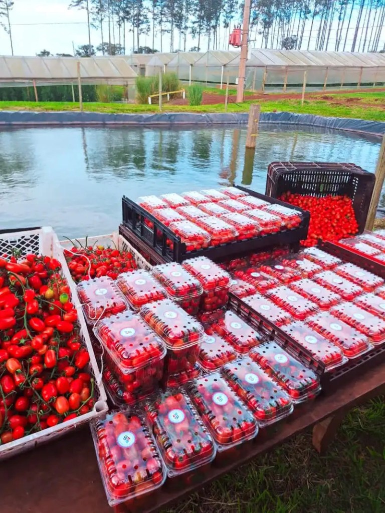 Biofábrica impulsa el tomate cherry bajo cubierta como alternativa para productores misioneros