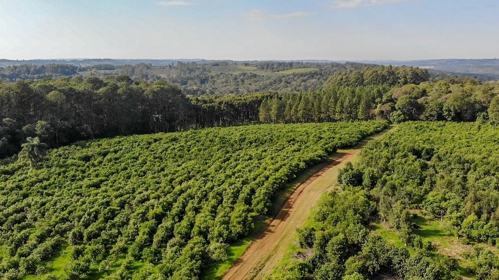 India incorporó la yerba mate a su código alimentario y…