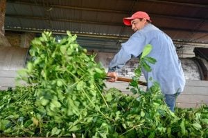 India habilitó la importación comercial de yerba mate argentina: una…