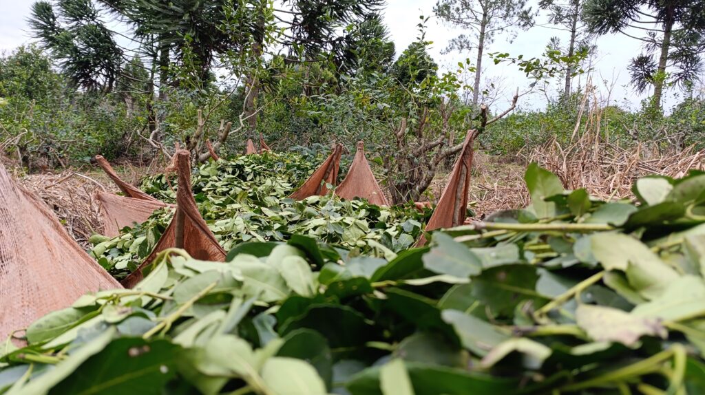 El Niño amenaza la yerba mate y el té: el INTA advierte sobre pérdidas y cambios en la calidad