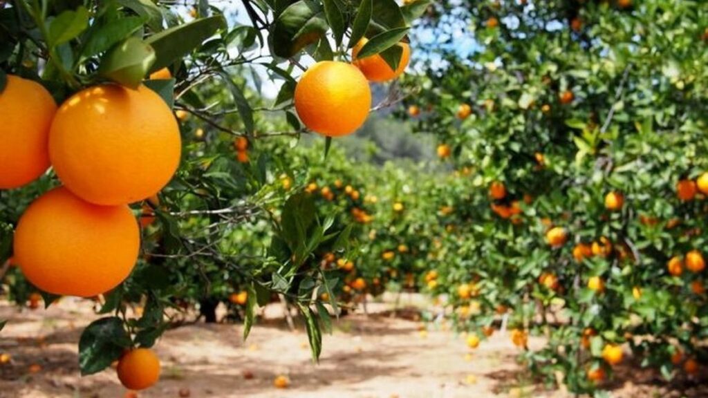 Los plantines cítricos certificados ganan terreno en Misiones de la…