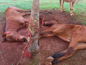 Hallaron un caballo agonizando y atado a un árbol en Eldorado: denuncian presunto maltrato animal