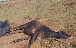 Paraguay confirmó un brote de rabia bovina en Ñeembucú: murieron más de 30 vacas