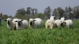 Argentina será sede del primer Congreso Mundial de Hampshire Down…