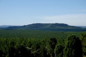 La Asociación Forestal Argentina respaldó los cambios a la Ley…