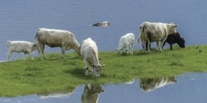 El INTA Ituzaingó recomienda acopiar forraje y reforzar la sanidad&hellip;