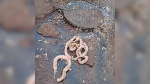 SAMSA alerta por el colapso de cloacas en Posadas: sacan chorizos, escombros y preservativos de…