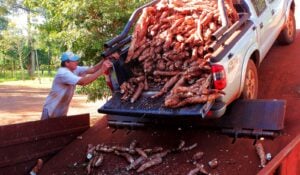Flor de Jardín advierte menor disponibilidad de mandioca y caída…