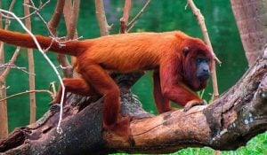 Misiones reintroducirá 50 monos carayá rojos para recuperar la especie en Cruce Caballero