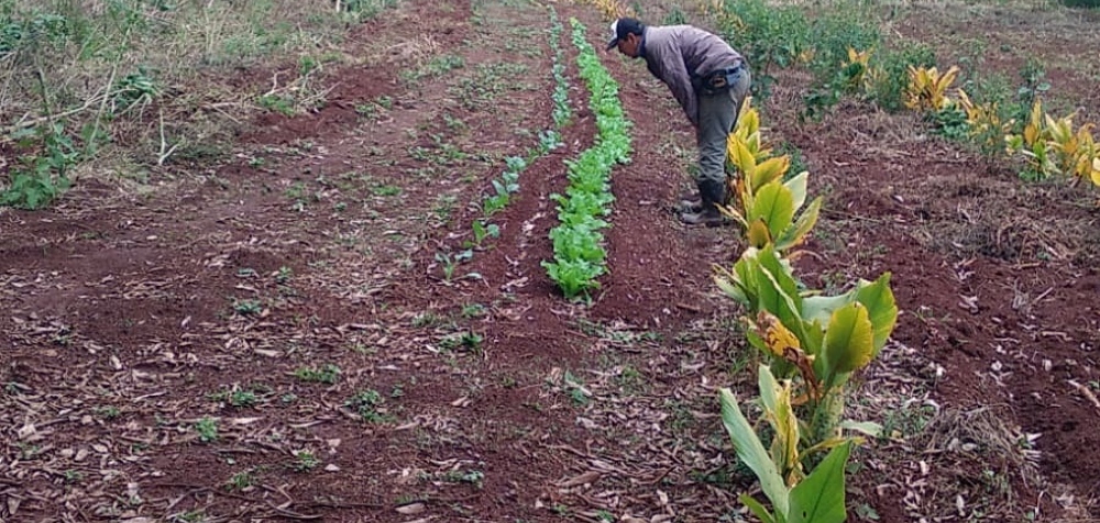 Exceso de lluvias golpea la producción: hongos, retrasos en la…