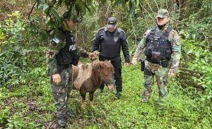 Recuperaron un poni robado en Alba Posse: lo hallaron atado a un árbol cerca del río Uruguay