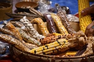 Aristóbulo del Valle recibe la 29ª Feria Provincial de Semillas…