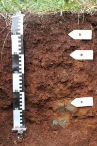 INTA Cerro Azul investiga la composición mineral de los suelos…