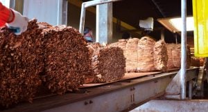 El gobierno provincial pagará más de $2.636 millones a tabacaleros misioneros el 22 de julio