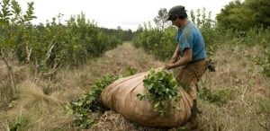 Un productor de Dos de Mayo ofreció $70.000 por tonelada…