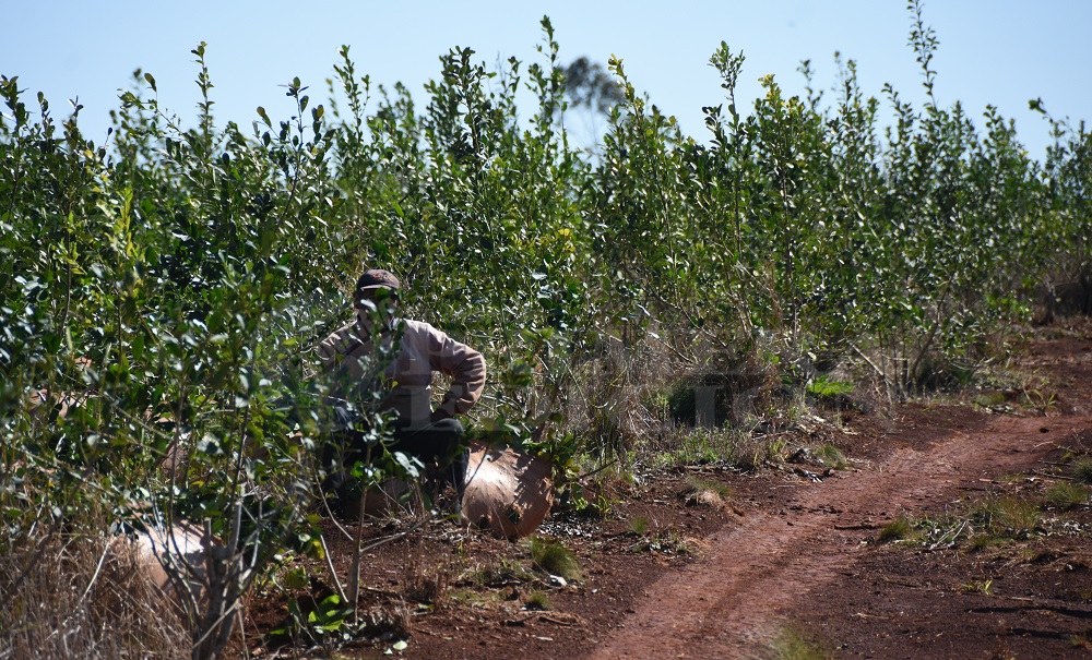 Crisis yerbatera: productores de Misiones piden la renuncia del presidente…