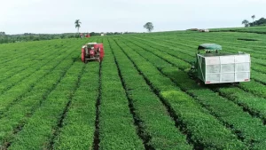 La zafra tealera 2025-2026 cerró con una caída del 16%…
