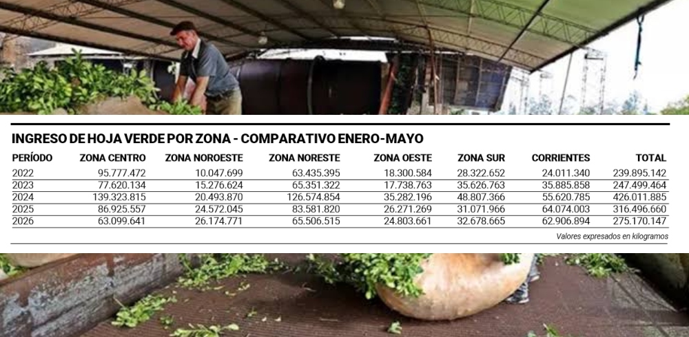 La cosecha de yerba mate cayó 13% en los primeros…