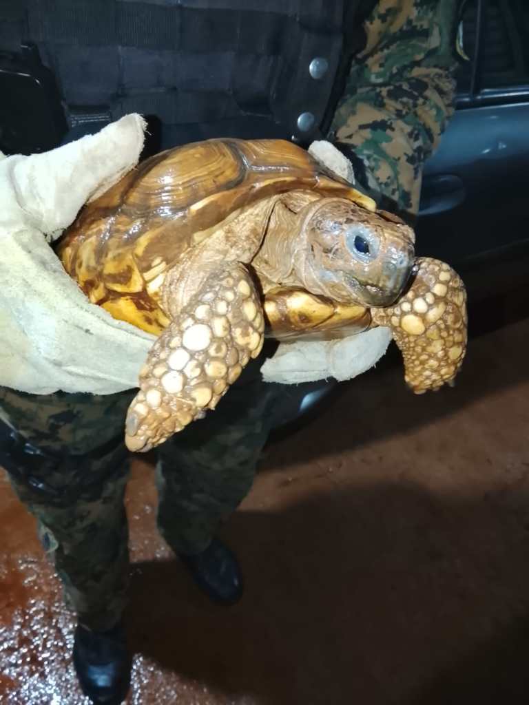 Vecinos de Dos de Mayo alertaron sobre una tortuga en la calle y la Policía…