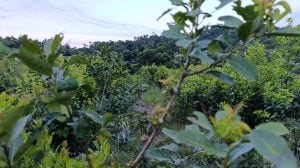 La yerba mate completa 26 meses consecutivos en rojo según&hellip;