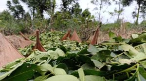 Los obreros rurales apoyan el pedido de renuncia del titular…