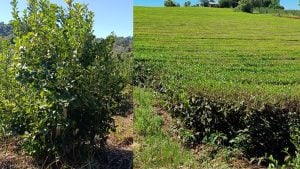 El Niño preocupa a productores de yerba mate y té:&hellip;