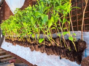 Biofábrica Misiones comercializa plantines de stevia con rendimientos de hasta…