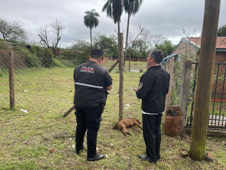 Un perro murió electrocutado al tocar un tejido con corriente y salvó a su dueño…