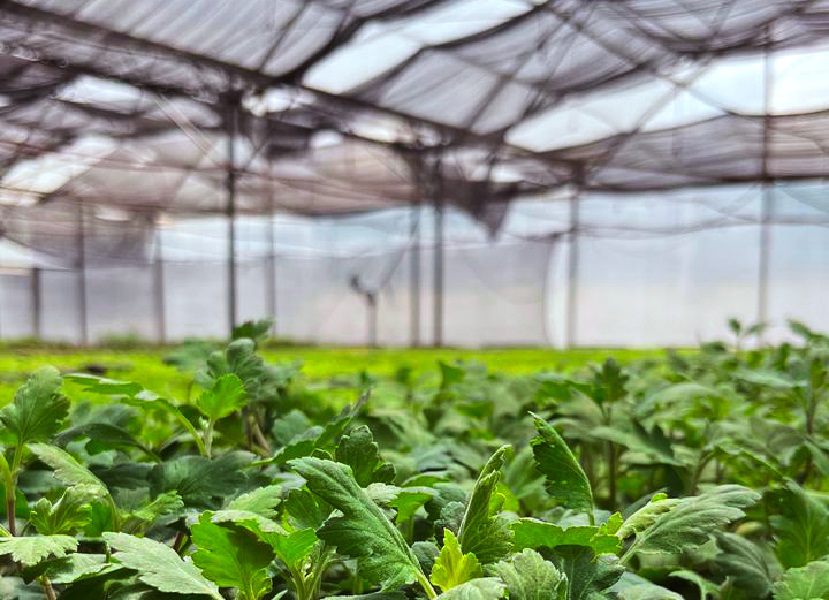 INTA Montecarlo y Biofábrica Misiones avanzan en la multiplicación de…
